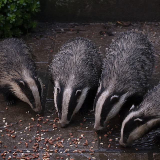 "Four Badgers" by Bobb Strongman - £20.00 "Four Badgers" stock image