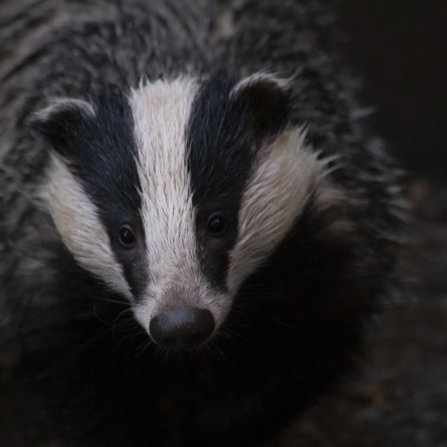 "European Badger" by Bobb Strongman - £20.00 "European Badger" stock image