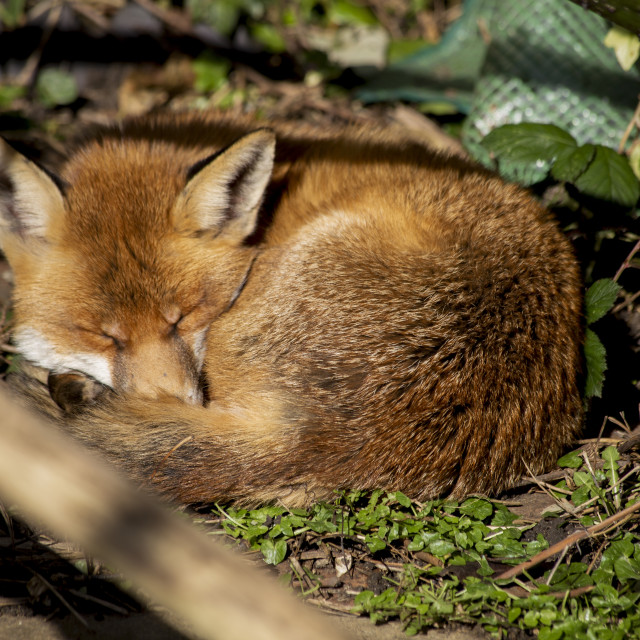 "Red Fox (Vulpes vulpes)" by Bobb Strongman - £20.00 "Red Fox (Vulpes vulpes)" stock image