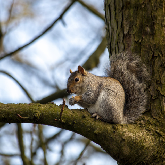 "Grey Squirrel (Sciurus carolinensis)" by Bobb Strongman - £20.00 "Grey Squirrel (Sciurus carolinensis)" stock image