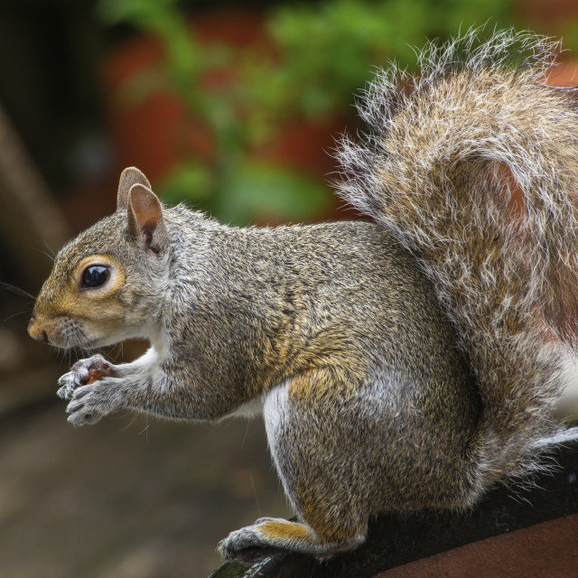 "Grey Squirrel (Sciurus carolinensis)" by Bobb Strongman - £20.00 "Grey Squirrel (Sciurus carolinensis)" stock image