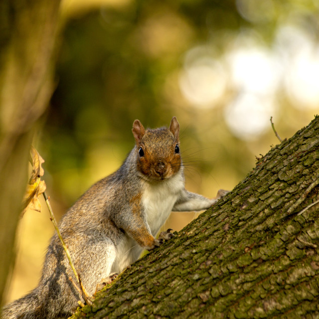 "Grey Squirrel (Sciurus carolinensis)" by Bobb Strongman - £20.00 "Grey Squirrel (Sciurus carolinensis)" stock image