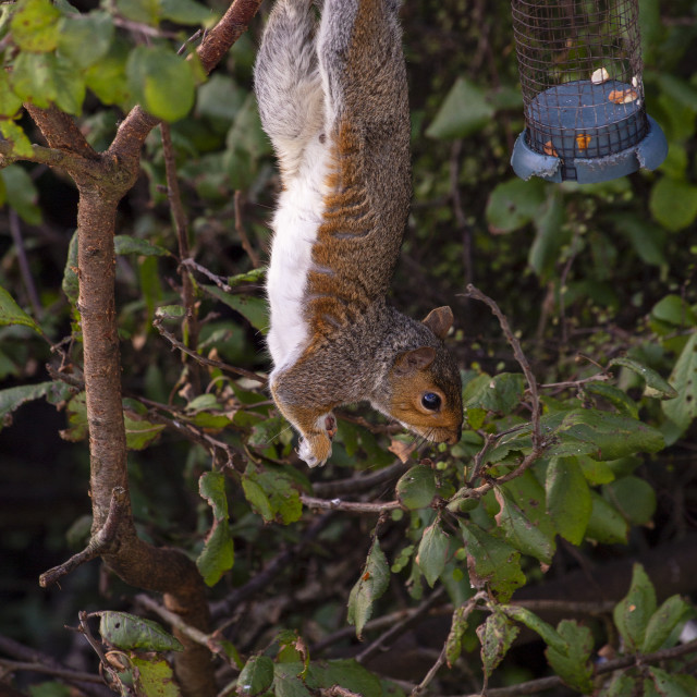 "Grey Squirrel (Sciurus carolinensis)" by Bobb Strongman - £20.00 "Grey Squirrel (Sciurus carolinensis)" stock image