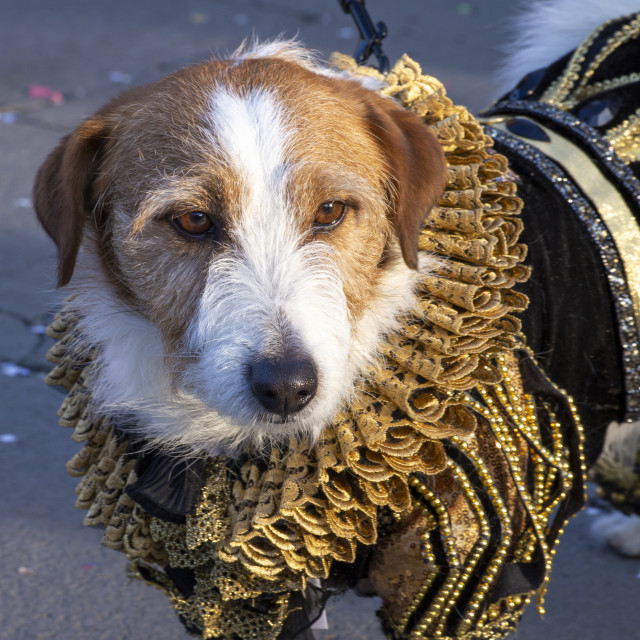 "Dog at Venice Carnival" by Bobb Strongman - £20.00 "Dog at Venice Carnival" stock image