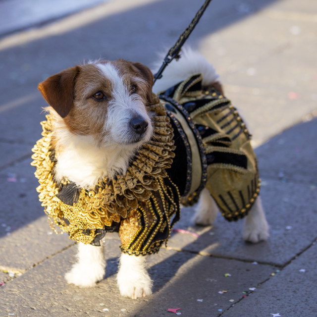 "Costumed Dog at Venice Carnival" by Bobb Strongman - £20.00 "Costumed Dog at Venice Carnival" stock image