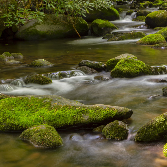 "Cascading river in the woods" stock image