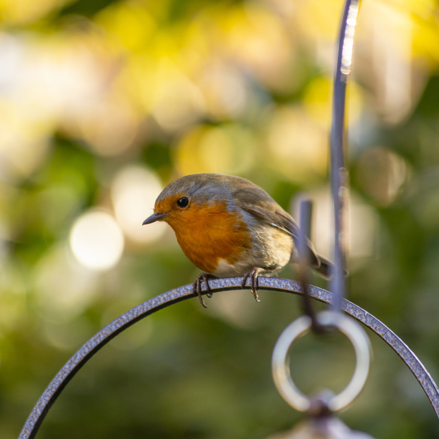"Robin" by Bobb Strongman - £20.00 "Robin" stock image