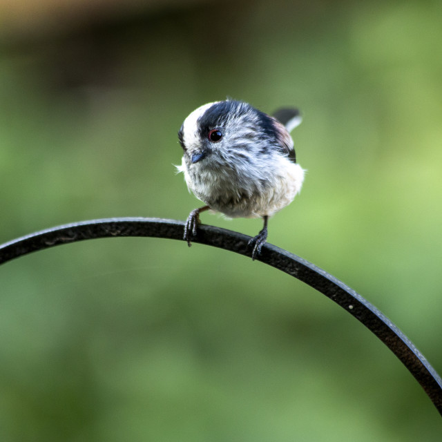 "Long-Tailed Tit (Aegithalos caudatus)" by Bobb Strongman - £20.00 "Long-Tailed Tit (Aegithalos caudatus)" stock image