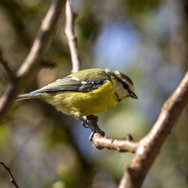 "Blue Tit" by Bobb Strongman - £20.00 "Blue Tit" stock image
