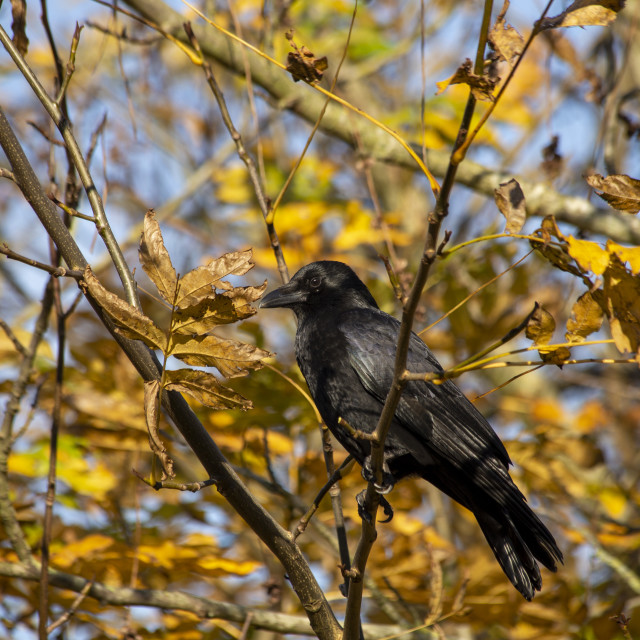 "Carrion Crow (Corvus corone)" by Bobb Strongman - £20.00 "Carrion Crow (Corvus corone)" stock image