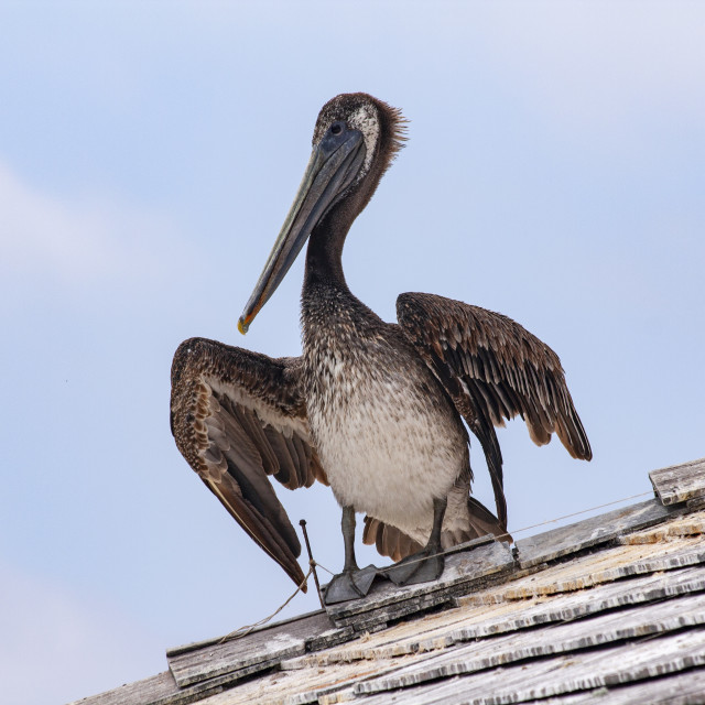 "Brown Pelican" by Bobb Strongman - £20.00 "Brown Pelican" stock image
