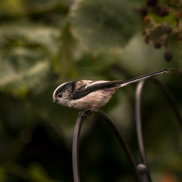 "Long-Tailed Tit (Aegithalos caudatus)" by Bobb Strongman - £20.00 "Long-Tailed Tit (Aegithalos caudatus)" stock image