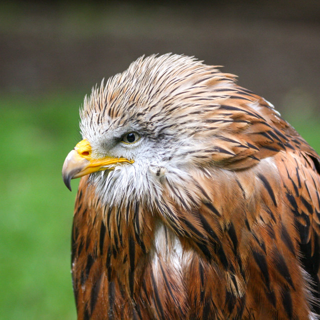 "Red Kite" by Bobb Strongman - £20.00 "Red Kite" stock image