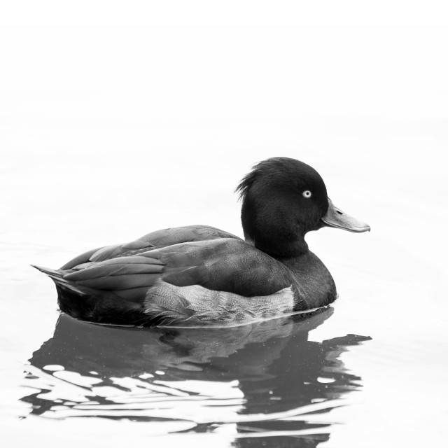 "Tufted Duck" by Bobb Strongman - £20.00 "Tufted Duck" stock image