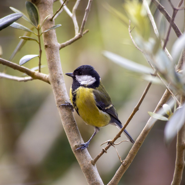 "Great Tit" by Bobb Strongman - £20.00 "Great Tit" stock image
