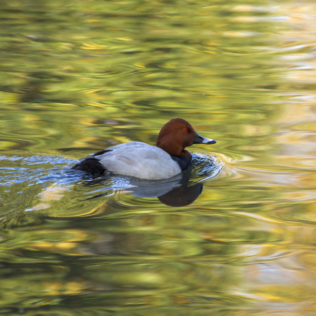 "Common Pochard" by Bobb Strongman - £20.00 "Common Pochard" stock image