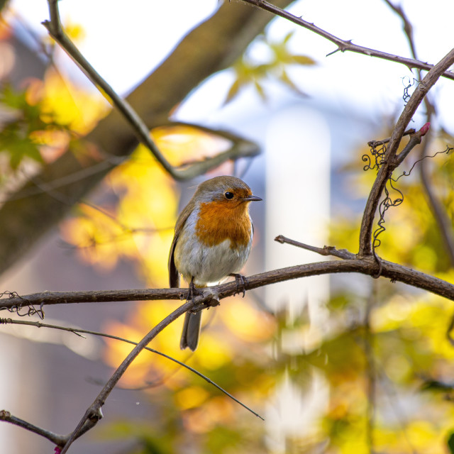 "Robin" by Bobb Strongman - £20.00 "Robin" stock image