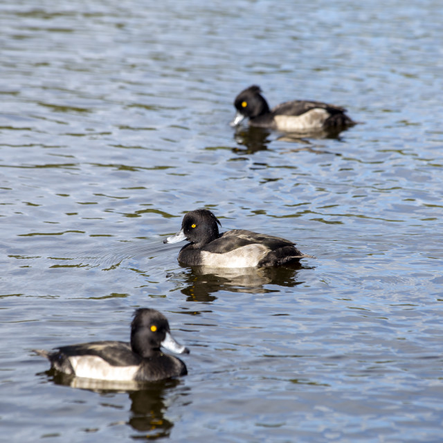 "Tufted Ducks" by Bobb Strongman - £20.00 "Tufted Ducks" stock image