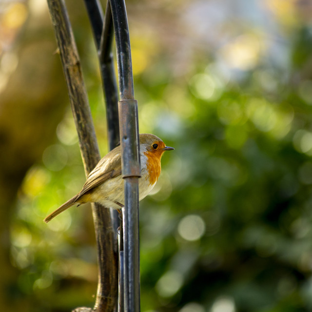 "Robin" by Bobb Strongman - £20.00 "Robin" stock image