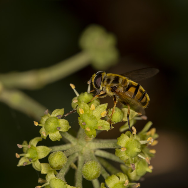 "Dead Head Hoverfly" by Bobb Strongman - £20.00 "Dead Head Hoverfly" stock image