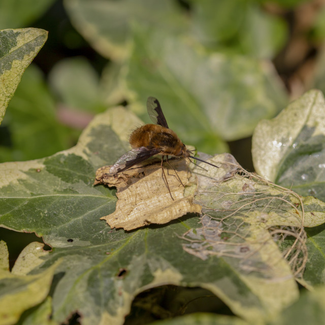 "Dark-Edged Bee-fly (Bombylius major)" by Bobb Strongman - £20.00 "Dark-Edged Bee-fly (Bombylius major)" stock image