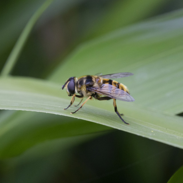 "Dead Head Hoverfly" by Bobb Strongman - £20.00 "Dead Head Hoverfly" stock image