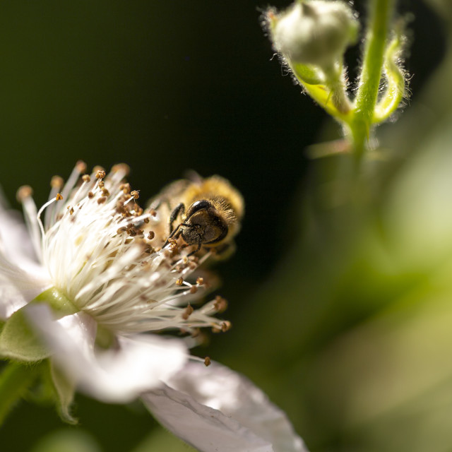 "Honeybee" by Bobb Strongman - £20.00 "Honeybee" stock image
