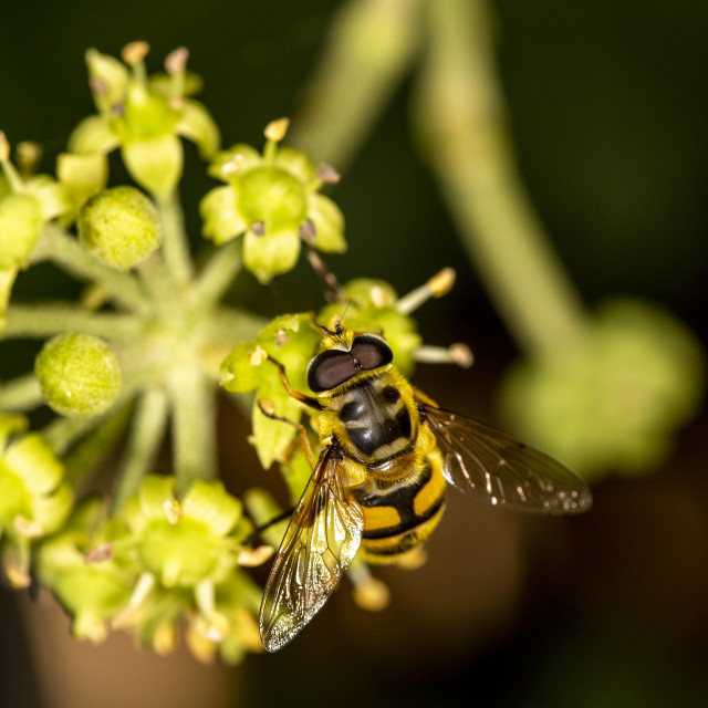 "Dead Head Hoverfly" by Bobb Strongman - £20.00 "Dead Head Hoverfly" stock image