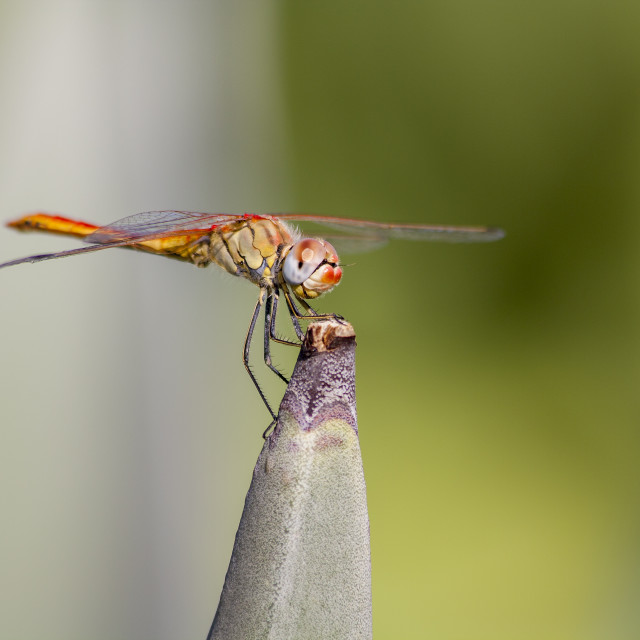 "Red-Veined Darter (Sympetrum fonscolombii) - Dragonfly" by Bobb Strongman - £20.00 "Red-Veined Darter (Sympetrum fonscolombii) - Dragonfly" stock image
