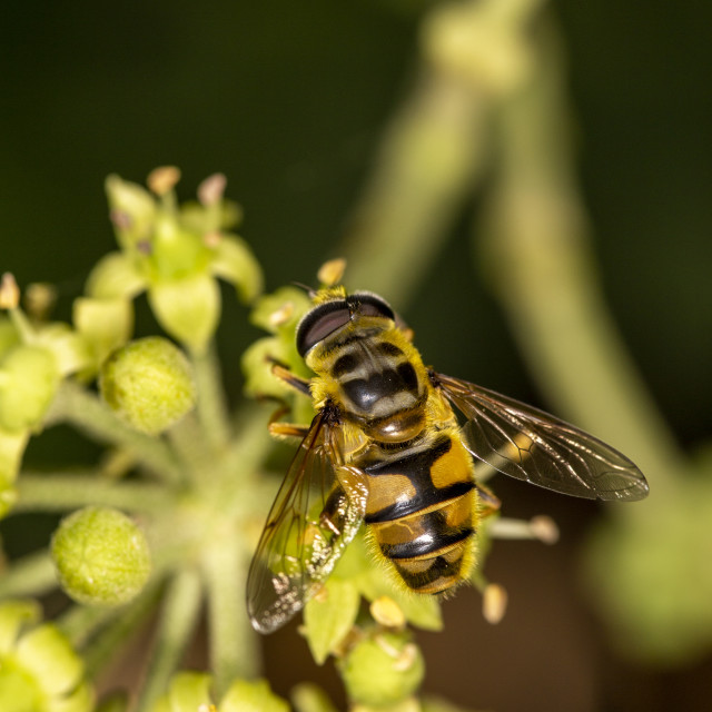 "Dead Head Hoverfly" by Bobb Strongman - £20.00 "Dead Head Hoverfly" stock image