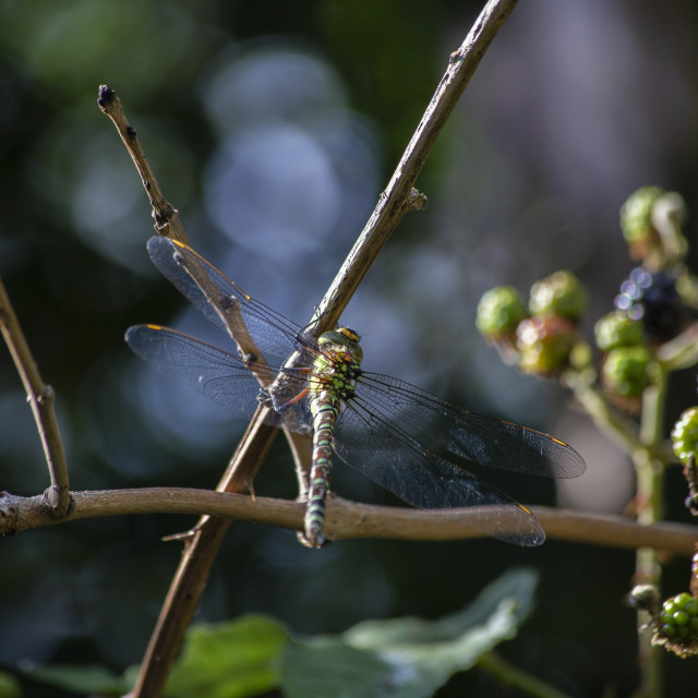 "Southern Hawker Dragonfly" by Bobb Strongman - £20.00 "Southern Hawker Dragonfly" stock image