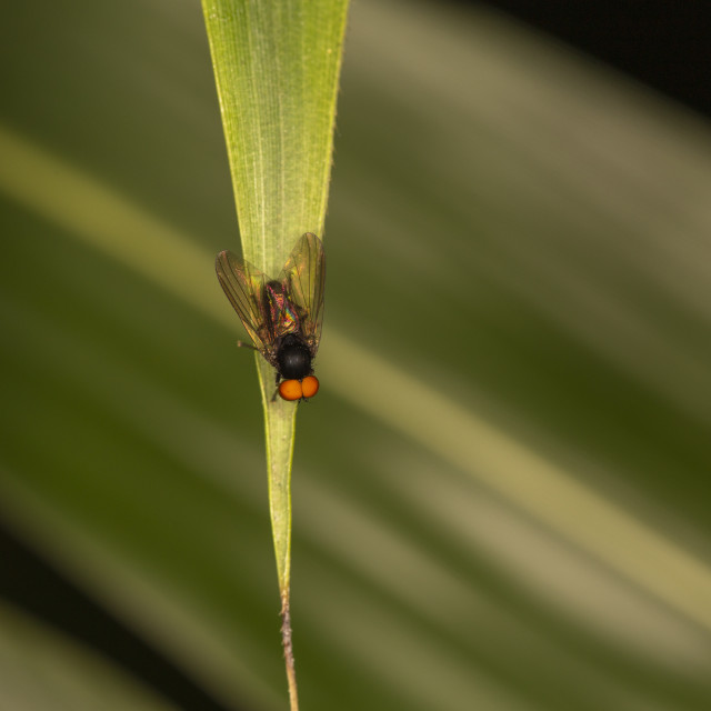 "Flat Footed Fly" by Bobb Strongman - £20.00 "Flat Footed Fly" stock image