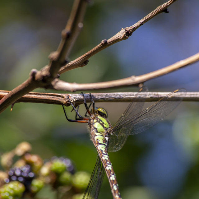 "Southern Hawker Dragonfly" by Bobb Strongman - £20.00 "Southern Hawker Dragonfly" stock image