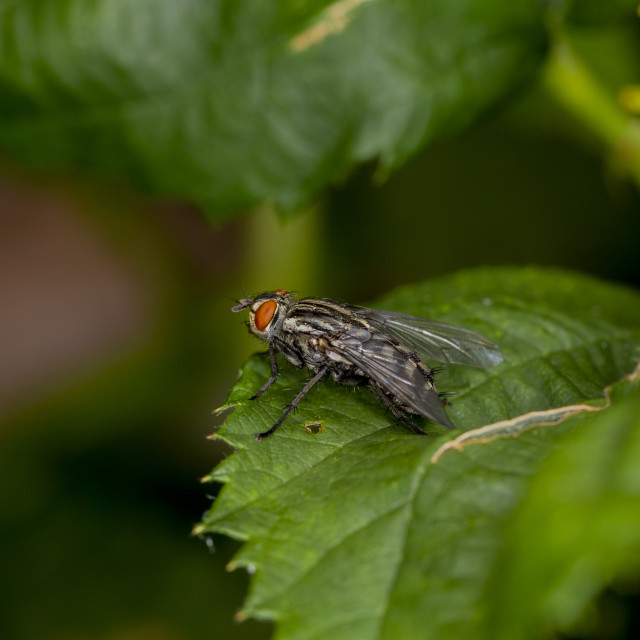 "Flesh Fly" by Bobb Strongman - £20.00 "Flesh Fly" stock image