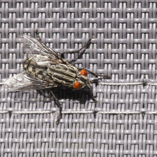 "Flesh Fly" by Bobb Strongman - £20.00 "Flesh Fly" stock image