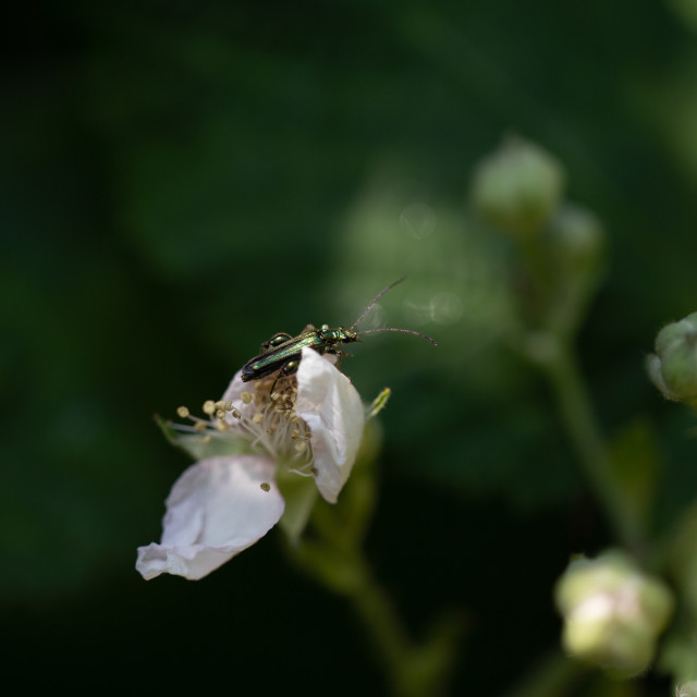 "Thick-Legged Flower Beetle" by Bobb Strongman - £20.00 "Thick-Legged Flower Beetle" stock image