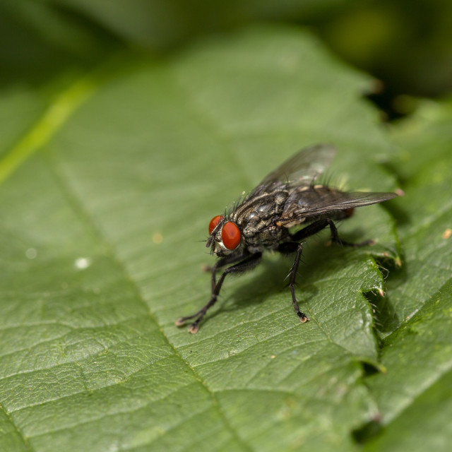 "Flesh Fly" by Bobb Strongman - £20.00 "Flesh Fly" stock image