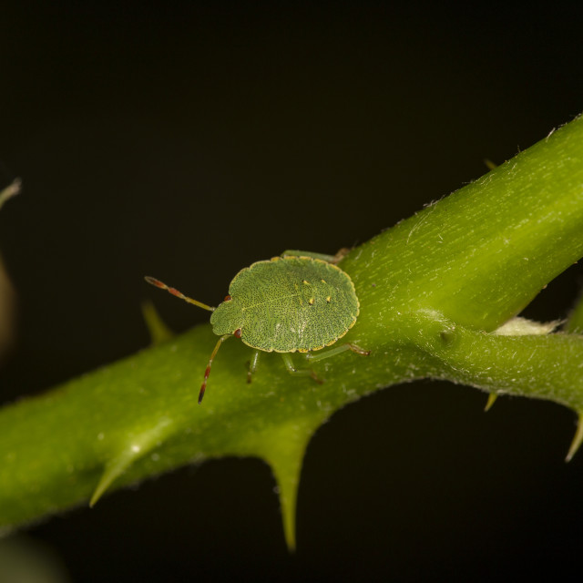 "Common Green Shieldbug / Stink Bug" by Bobb Strongman - £20.00 "Common Green Shieldbug / Stink Bug" stock image
