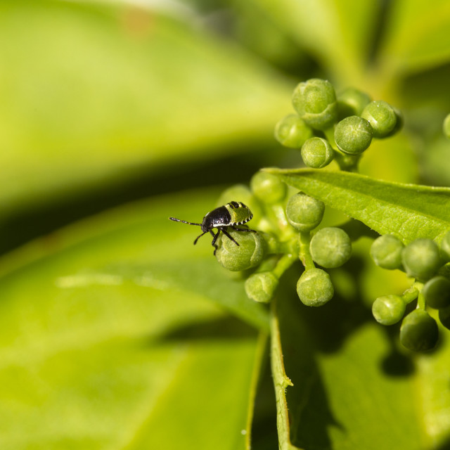 "Common Green Shieldbug" by Bobb Strongman - £20.00 "Common Green Shieldbug" stock image