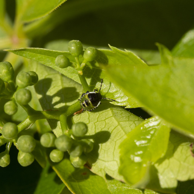 "Common Green Shieldbug" by Bobb Strongman - £20.00 "Common Green Shieldbug" stock image