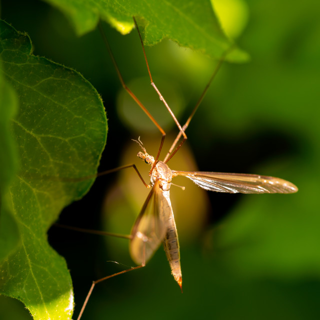 "Daddy Longlegs / Crane Fly" by Bobb Strongman - £20.00 "Daddy Longlegs / Crane Fly" stock image