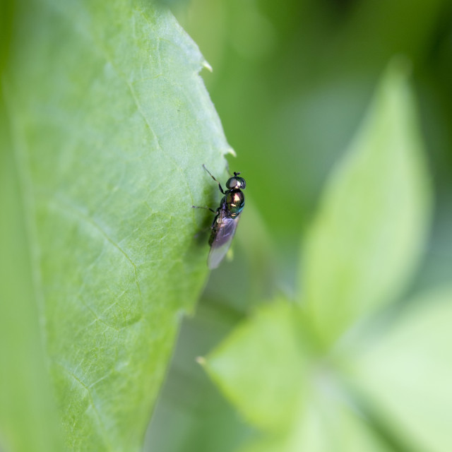 "Soldier Fly" by Bobb Strongman - £20.00 "Soldier Fly" stock image