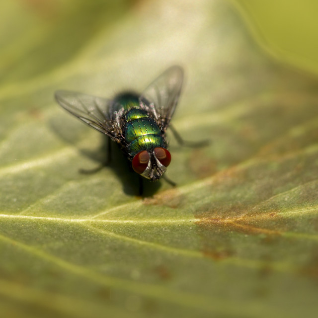 "Green Bottle Fly" by Bobb Strongman - £20.00 "Green Bottle Fly" stock image