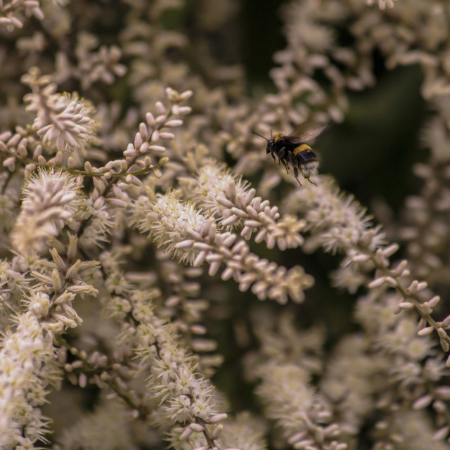 "Bumblebee and Cornish Palm" by Bobb Strongman - £20.00 "Bumblebee and Cornish Palm" stock image