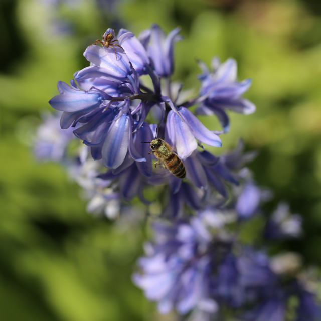 "Honeybee & Bluebells" by Bobb Strongman - £20.00 "Honeybee & Bluebells" stock image