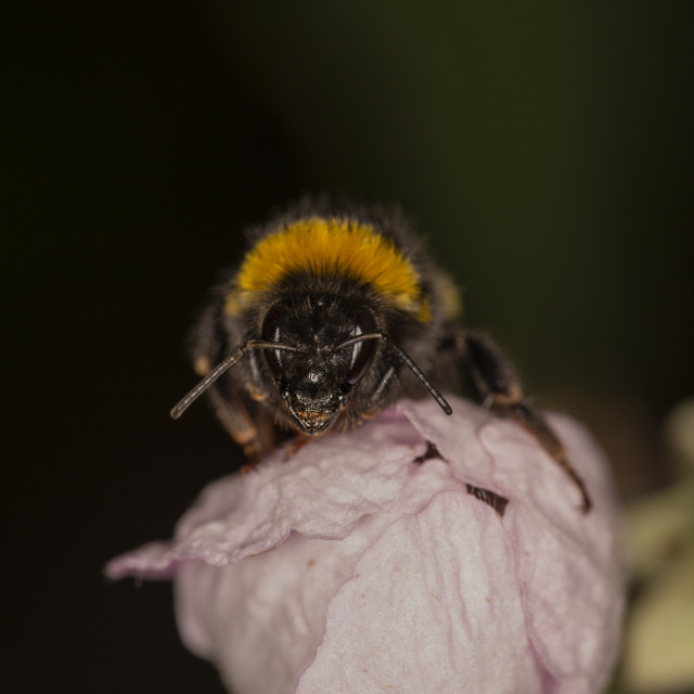 "Bumblebee" by Bobb Strongman - £20.00 "Bumblebee" stock image