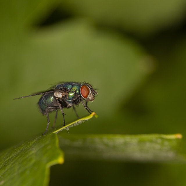 "Green Bottle Fly" by Bobb Strongman - £20.00 "Green Bottle Fly" stock image