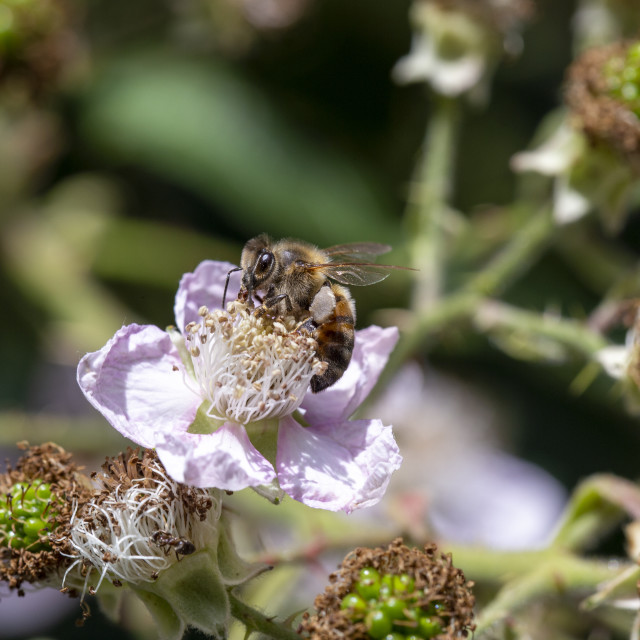 "Honeybee & Blackberry" by Bobb Strongman - £20.00 "Honeybee & Blackberry" stock image