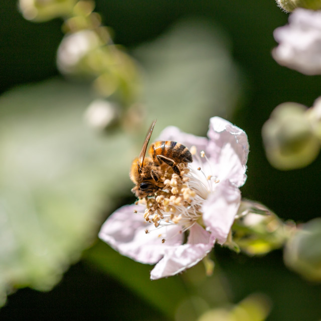 "Honeybee & Blackberry" by Bobb Strongman - £20.00 "Honeybee & Blackberry" stock image