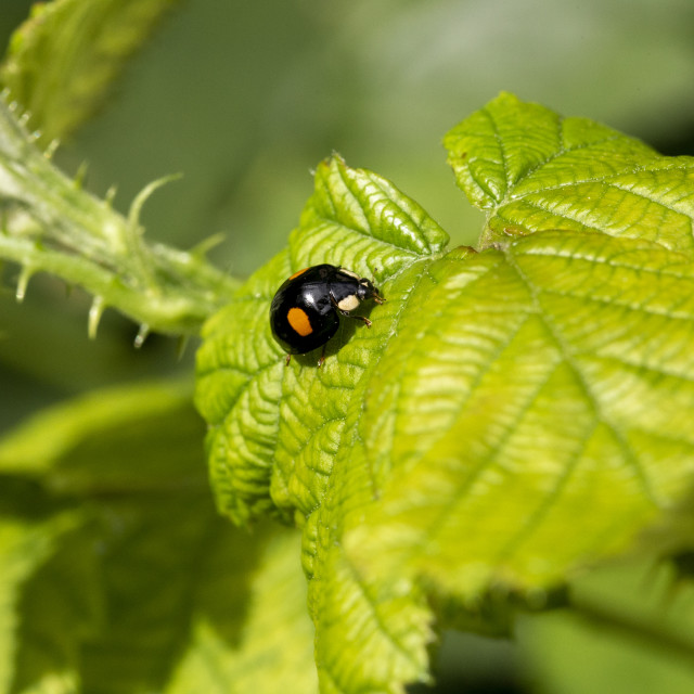 "Harlequin Ladybird" by Bobb Strongman - £20.00 "Harlequin Ladybird" stock image